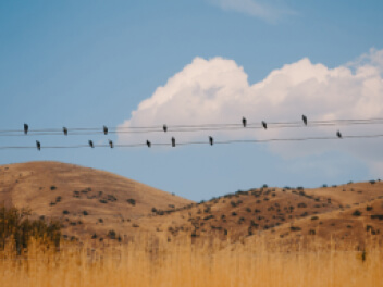 Birds on telephone wires over grassy hills