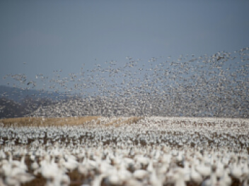 Large flock of birds taking flight