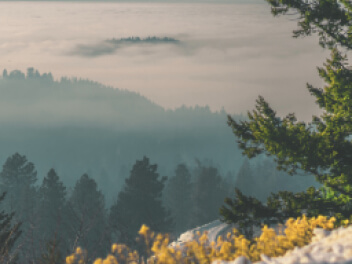 Mountain trees in the mist